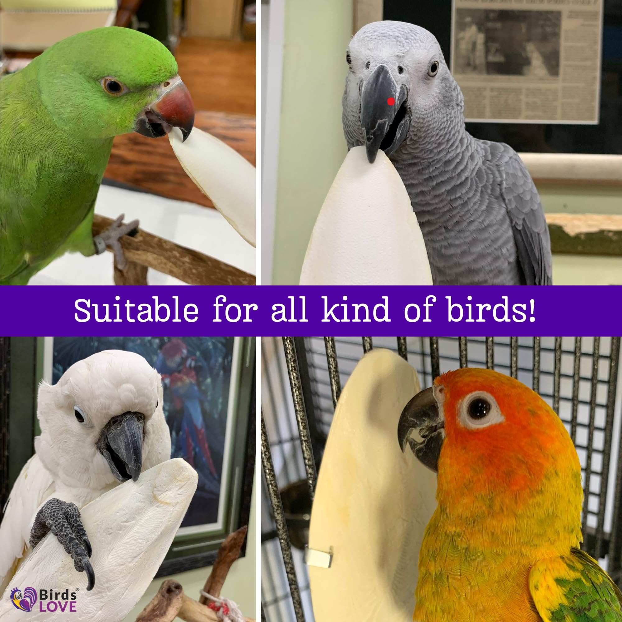 Birds LOVE Natural Cuttlebone - Premium Calcium for Cockatiel, Parrots, Tortoise, Snails, Crabs and Chinchillas - Pure Cuttlebon